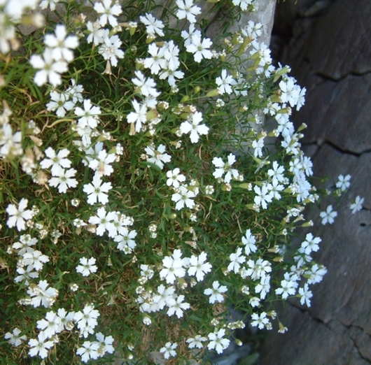 Silene pusilla / Silene piccola